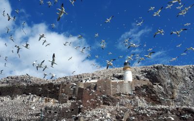 Bass Rock: Scotland’s Alcatraz